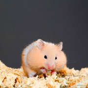 属鼠的人2017年下半年运程详解