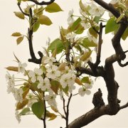 属鼠人的爱豆被羞辱会有什么反应