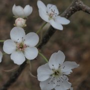 属鼠人是什么天才