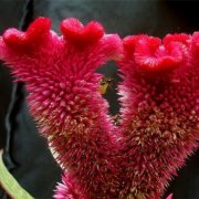 属鼠媳妇如何搞定婆婆大揭秘