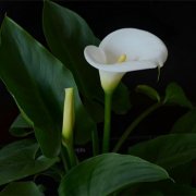 属鼠的双重性格的特点