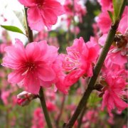 属鼠男人有什么缺点