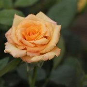 属鼠人如何才能打开心扉