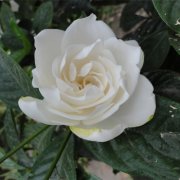 属鼠女人有什么缺点