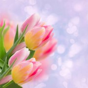 属鼠女人婚后需要改正的性格是什么