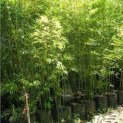 属鼠人如何称霸职场武林的