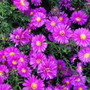 属鼠男生应该如何经营爱情