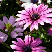 属鼠男生不能忍受女友的什么