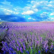 属鼠女人要嫁给你的表现是怎样的