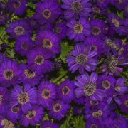 属鼠在交往中有着怎样的“洁癖”倾向