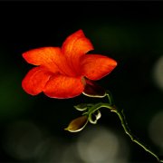 属鼠人在谈恋爱时的注意事项是什么