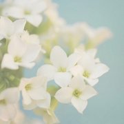 属鼠人如何戴饰品保佑情人显心意