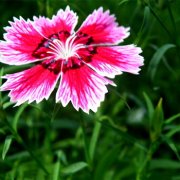 属鼠人的爱情底线是什么