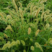 属鼠女生如何被追求