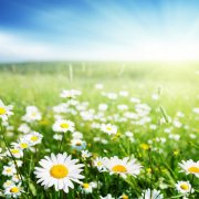 属鼠面对爱情时的态度与个性是如何的