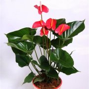 属鼠女生的完美爱情攻略