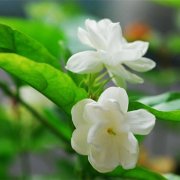 属鼠的隐藏性格是什么