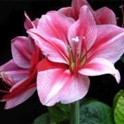 属鼠的性格特点有哪些