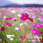 属鼠男人会给爱人何种幸福