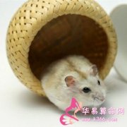 属鼠的今年多大，属鼠的人2016年多大