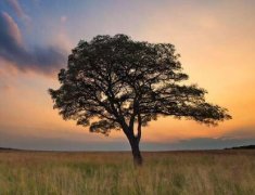 风水上养猪鼻龟好不好？养龟有什么宜忌？