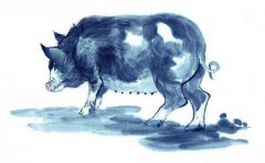 属猪卯时出生的命运为什么是不好的？