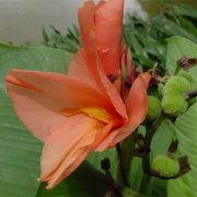 属猪女生发胖的原因