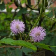 属猪人对于双手抱肩这个动作什么时候会做出来