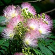 属猪夫妻间的和睦相处之道是怎样的