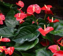 属猪女生的完美爱情攻略