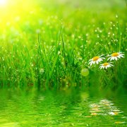 属猪面对爱情时的态度与个性是如何的