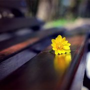 属猪的个人担当指数是怎样的