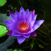 属猪的双重性格的特点