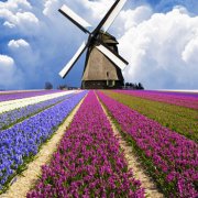 属猪女人要嫁给你的表现是怎样的