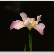 生肖猪招财聚财开运法