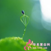 属猪的人属于什么天才