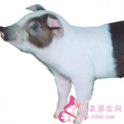 属猪的人有哪些性格特点?