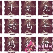 属猪的人格能从什么花中看出来