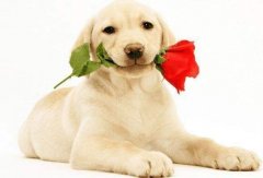 戍时属狗人的命运分析大全