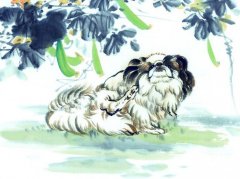 1958年属狗的人2020年运势及运程大全解析