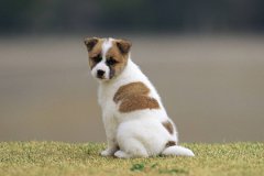 属狗的什么时辰出生最好