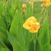 属狗女生发胖的原因