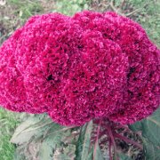 属狗媳妇如何搞定婆婆大揭秘