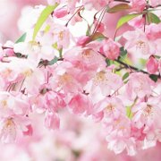 属狗最令人骄傲的优点是什么