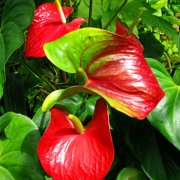 属狗女生的完美爱情攻略