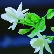 属狗的隐藏性格是什么