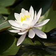 属狗的双重性格的特点