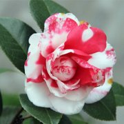 属狗女生的爱情弱点是什么