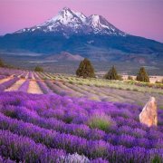 属狗人难改的坏毛病