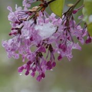 属狗的心血来潮会做些什么